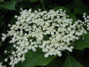 elderflower